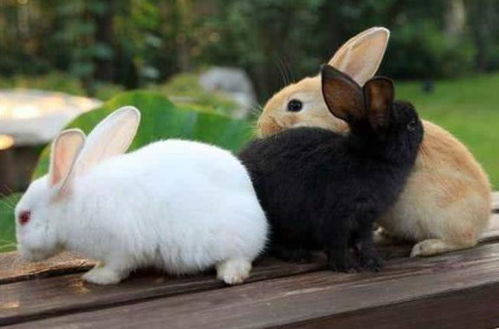 兔子是最萌的宠物