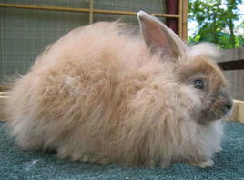 这只大兔子可能是地球上最萌的物种