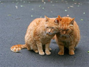 两只金毛和一只猫才是世界上最和谐完美的搭配.....