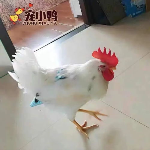 怎么训练鹦鹉讲话