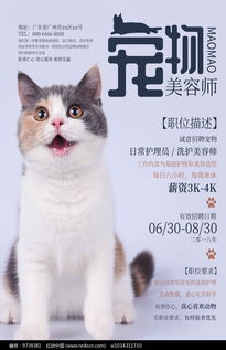 这里有可爱洋气的宠物猫名字