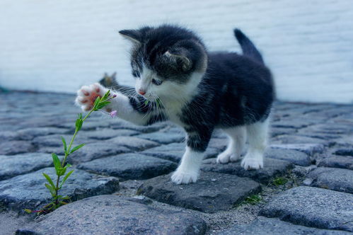 养一只土猫是什么的体验