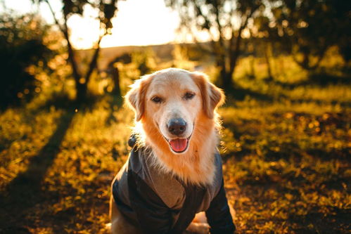 柴犬表情包,有谁需要