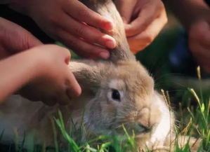 养兔子对孕妇有影响吗