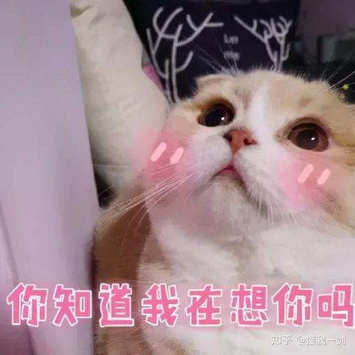 中国最具人气的十种宠物猫之排名,看看你家猫咪排第几