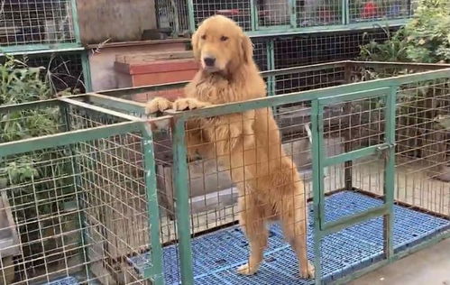 天津犬舍出售纯种罗威纳犬防暴犬大型犬宠物狗狗市场在哪卖狗