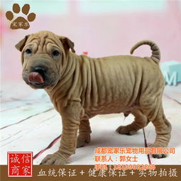 北京狗狗