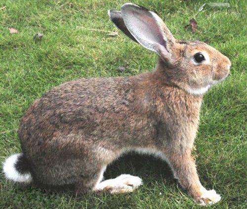 荷兰狮子兔的品种特征