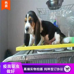 萌宠之家宠物店海报背景素材背景图片免费下载