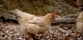 选择适合的养殖模式,提高肉鸡养殖效益