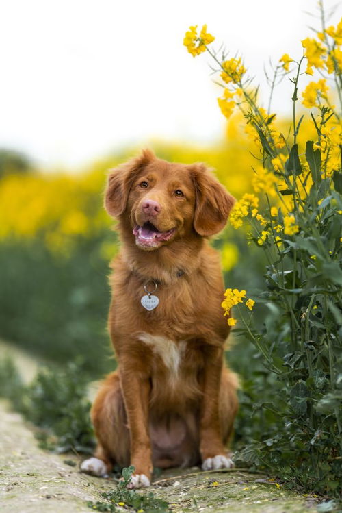 最可爱的小型犬合集,适合美少女养的汪宝宝