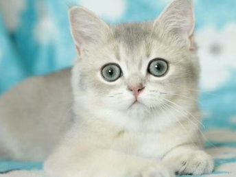可爱猫咪动物卡通透明素材图片大小1024x1024px