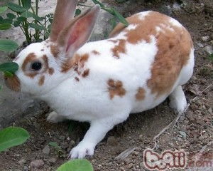 一只比利时兔种兔多少钱专业养殖场
