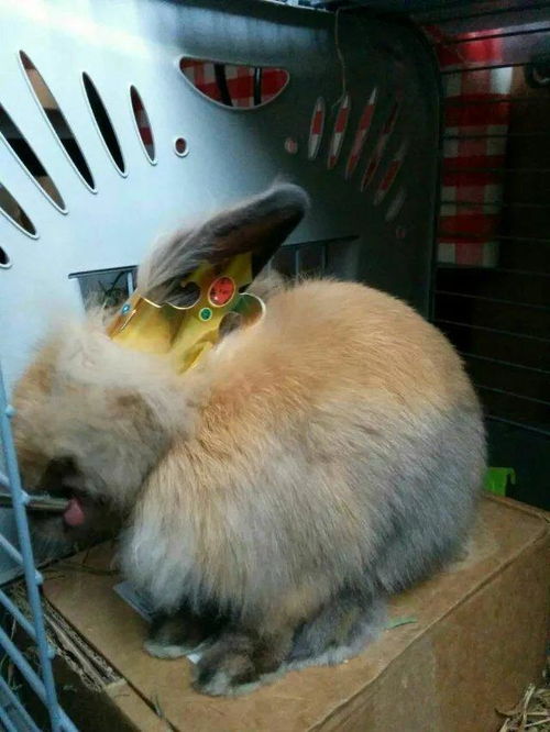 怎么样才能养好一只小兔子