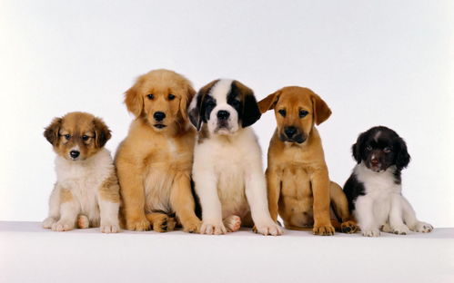 生活中常见的十种宠物狗,你认识多少