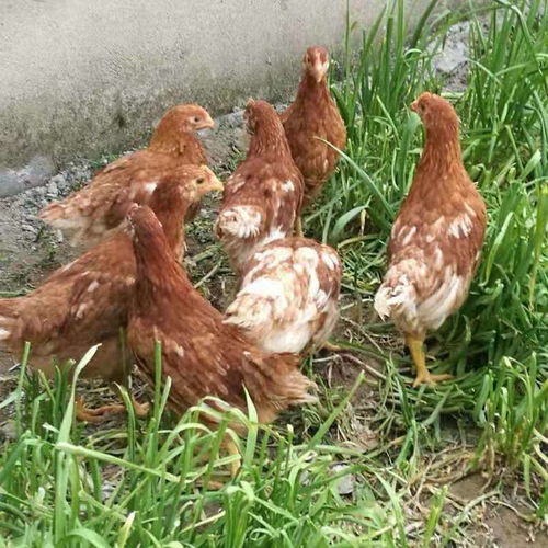 正宗海兰褐蛋芦花鸡活苗产蛋王鸡可孵化罗曼土鸡宠物元宝乌鸡种蛋