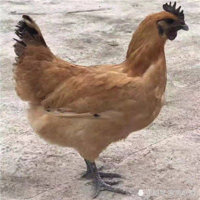 农村拍到的一幕,第一次见这个品种的鸡,这造型真独特
