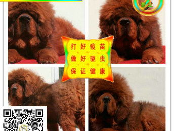 适合家养的陪伴型犬种,哪一个更受大家欢迎