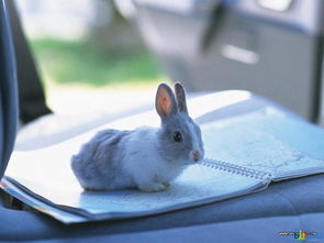 乾县哪里有卖杂交野兔的肉兔种兔多少钱一只可以送货到家吗