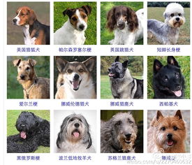 两个多月比熊犬可不可以吃鸡蛋黄