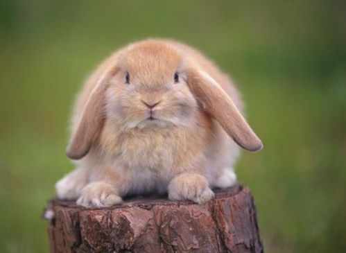 宠物兔,黑白道奇侏儒兔和垂耳兔的结合