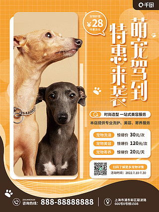 上海领养日丨线上宠物领养76期