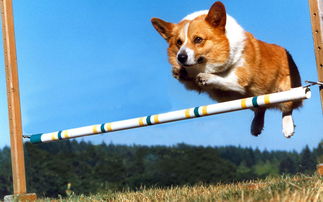 太原宠物狗犬舍出售纯种巴哥犬