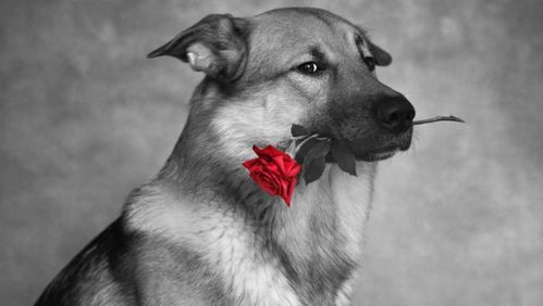卡通狗狗可爱图标黑白狗卡通狗狗图标宠物psd格式素材和png图片免费下载