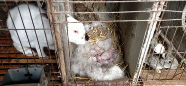 吉林长春肉兔价格,肉兔养殖前景,肉兔利润分析,肉兔多少钱一只