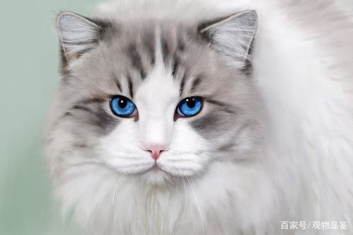 似女神一样的布偶猫,称得上是猫中贵族,浅谈布偶猫的品种与价格