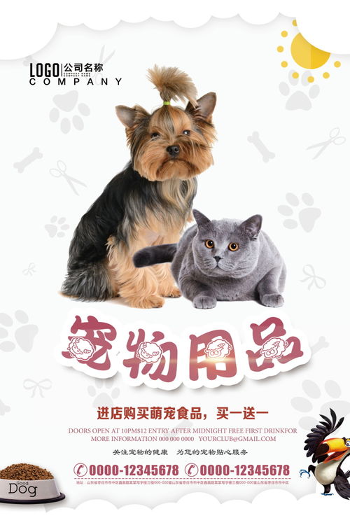 中国没有品种宠物猫