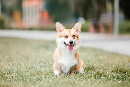 李佳琦送狗狗当治愈犬,陌生人的爱真的很暖心