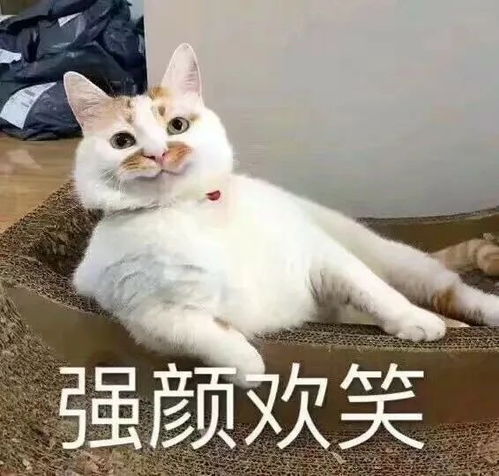 如何成为一名老资格铲屎官,做好以下几点,流浪猫都能撸回家