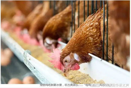 广东人用来煲汤的乌鸡,在国外居然成了网红萌宠