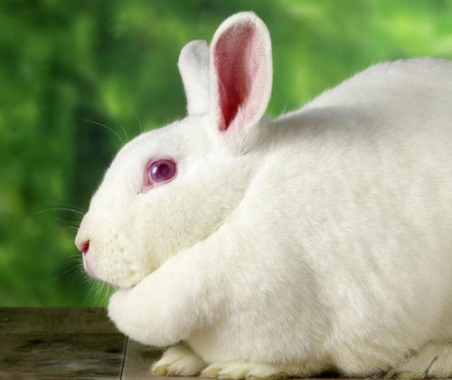 什么种类的兔子最好养