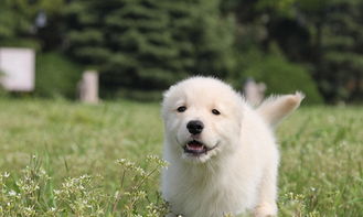 出售纯种藏獒幼犬