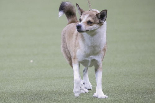 上海宠物狗犬舍出售纯种巴哥犬