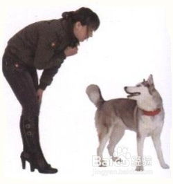 乐平9个月大纯白比熊犬出让