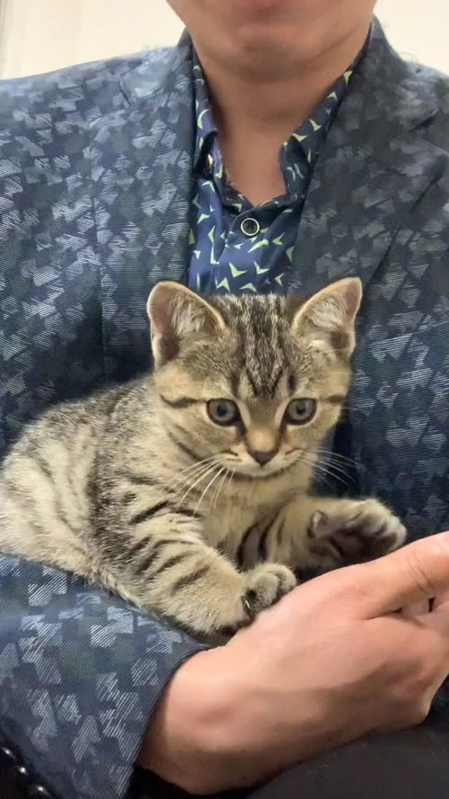 4斤六和冷冻鸡小胸肉鸡胸肉自制猫饭宠物狗狗猫湿粮生骨肉