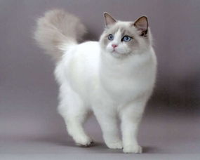 最可爱的宠物猫品种波斯猫,撒娇的本领比你女朋友还厉害
