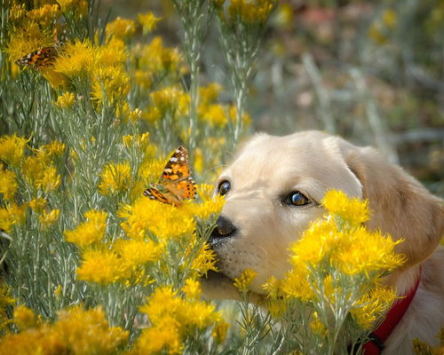 可爱的小狗和蝴蝶免抠图图片大小2000x2000px