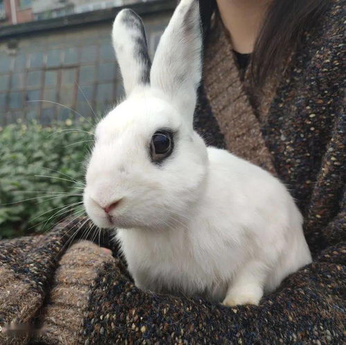 最受欢迎宠物兔品种,性格温驯