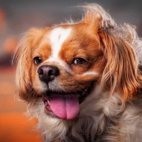 可爱单身狗表情网络可爱宠物狗素材图片免费下载