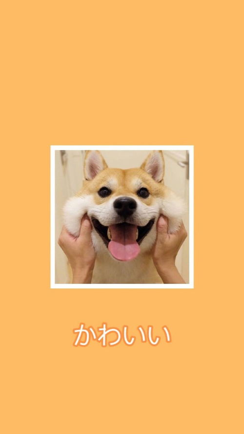南京宠物狗犬舍出售纯种巴哥犬