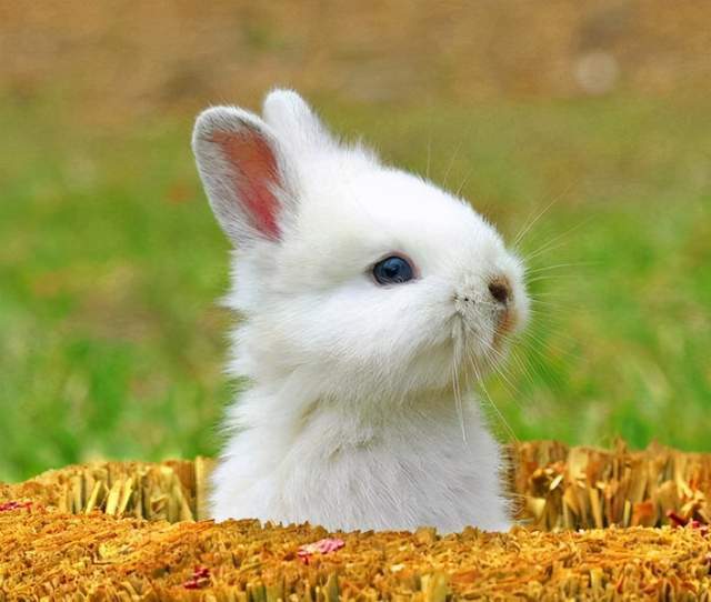 我家的丑兔子必须拥有姓名