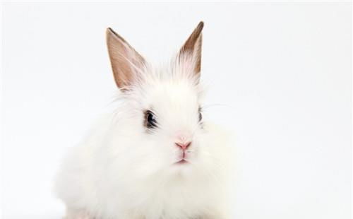 宠物动物兔子图片摄影图