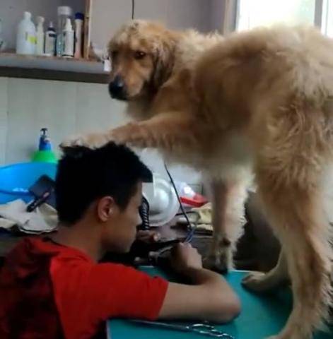 适合中老年人的5种小型犬,让狗狗陪伴下你的父母吧