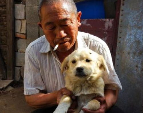 上海宠物狗犬舍出售纯种博美犬茶杯犬袖珍犬领养狗卖狗