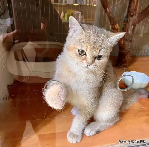 中国特色猫咪狸花猫
