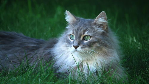 包邮英短蓝白猫宠物猫咪纯种英国短毛猫英短蓝白蓝猫活体幼猫种苗